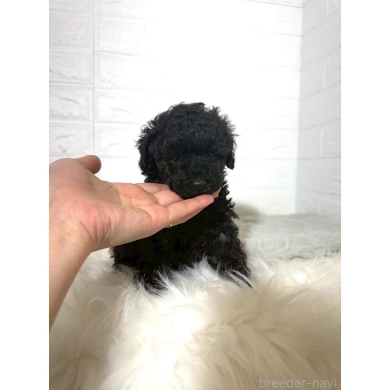 販売中の東京都のタイニープードル-442909の6枚目