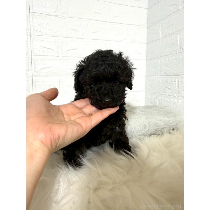 販売中の東京都のタイニープードル-442909の5枚目