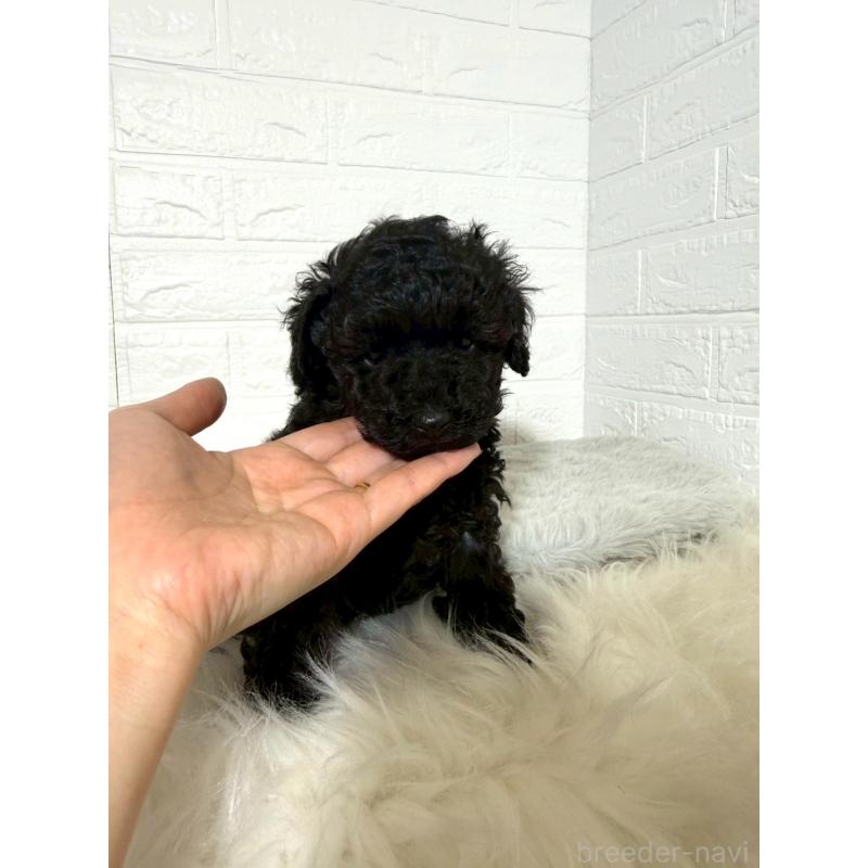 販売中の東京都のタイニープードル-442909の4枚目