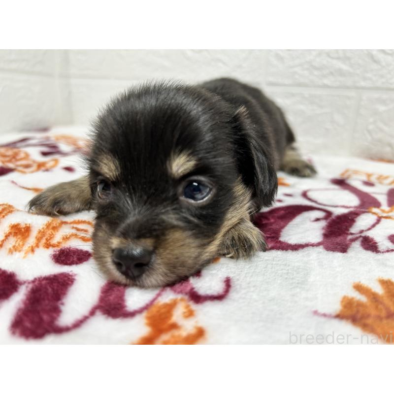 販売中の埼玉県のチワックス:チワワ×ミニチュアダックスフンド-442911の8枚目