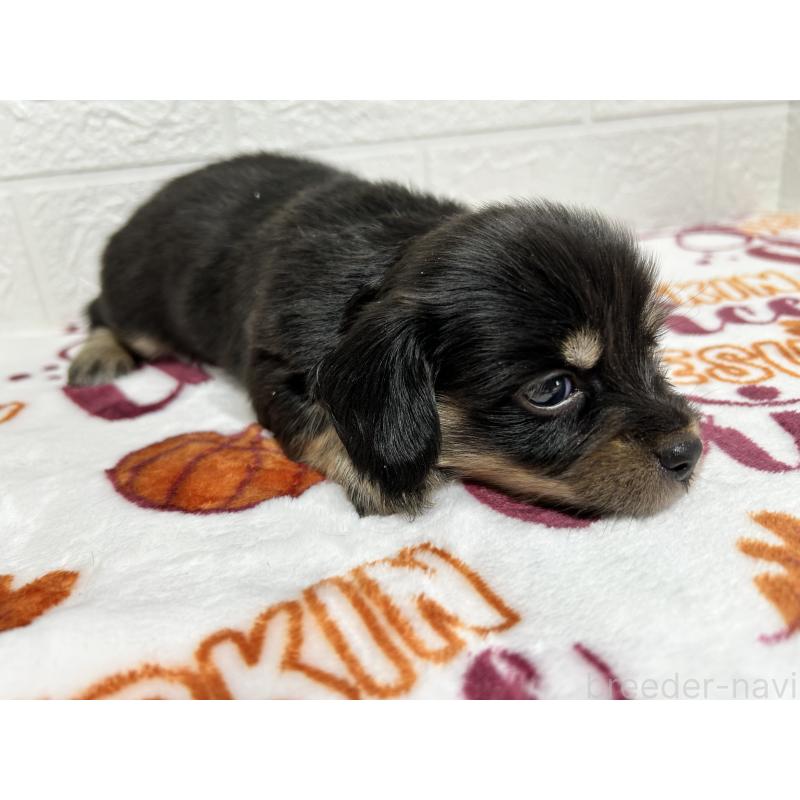 販売中の埼玉県のチワックス:チワワ×ミニチュアダックスフンド-442911の7枚目