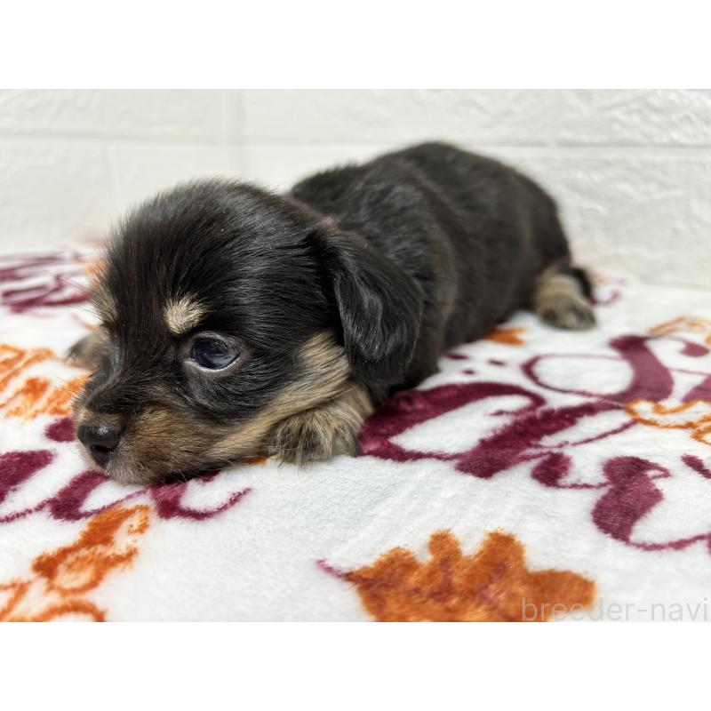 販売中の埼玉県のチワックス:チワワ×ミニチュアダックスフンド-442911の6枚目