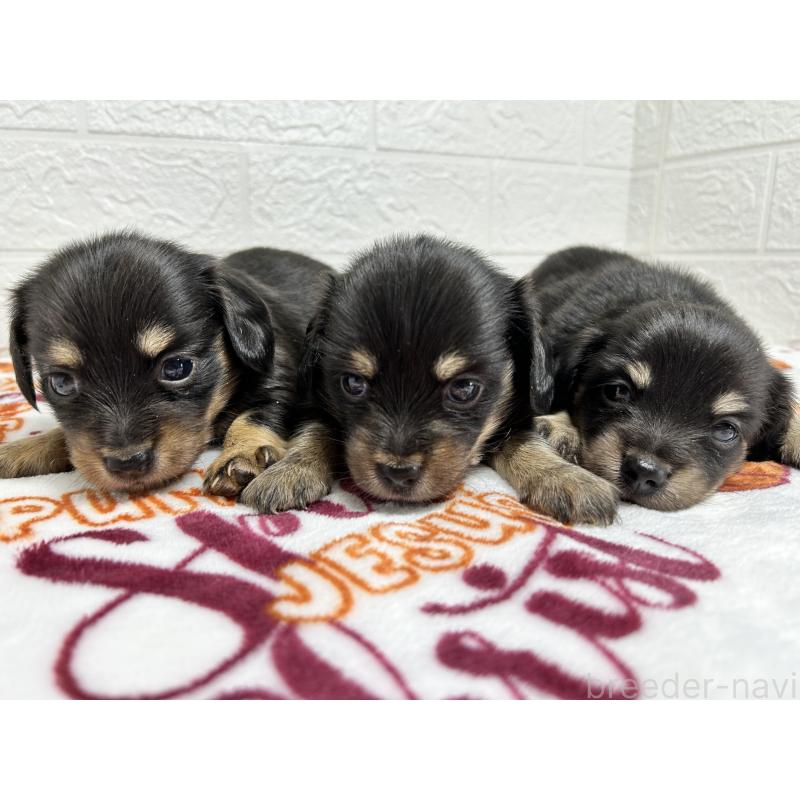 販売中の埼玉県のチワックス:チワワ×ミニチュアダックスフンド-442911の4枚目