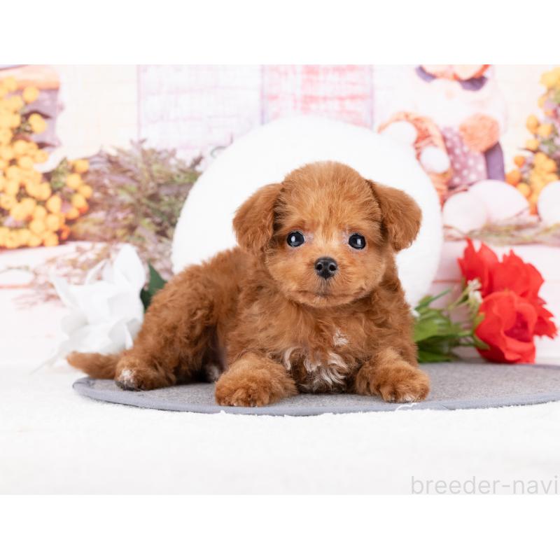 販売中の岐阜県のトイプードル-442910の7枚目