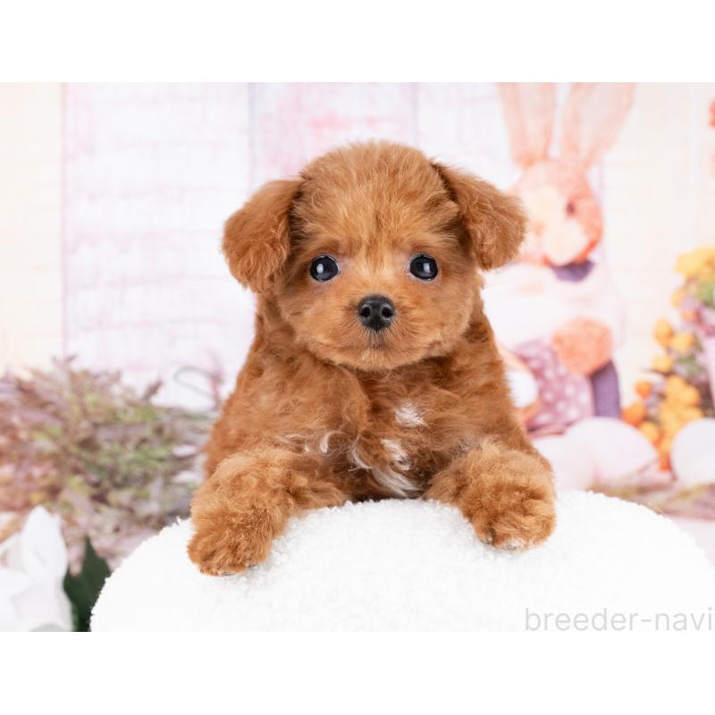 販売中の岐阜県のトイプードル-442910の6枚目