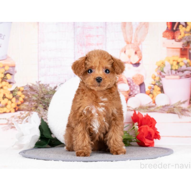 販売中の岐阜県のトイプードル-442910の5枚目