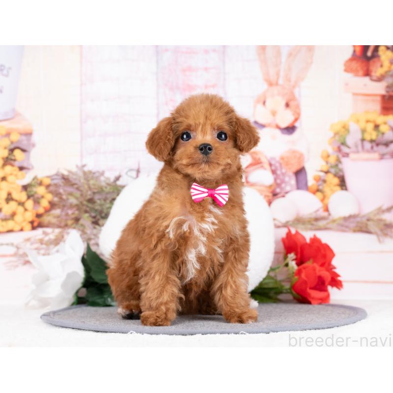 販売中の岐阜県のトイプードル-442910の4枚目