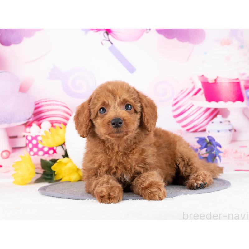 販売中の岐阜県のトイプードル-442912の5枚目