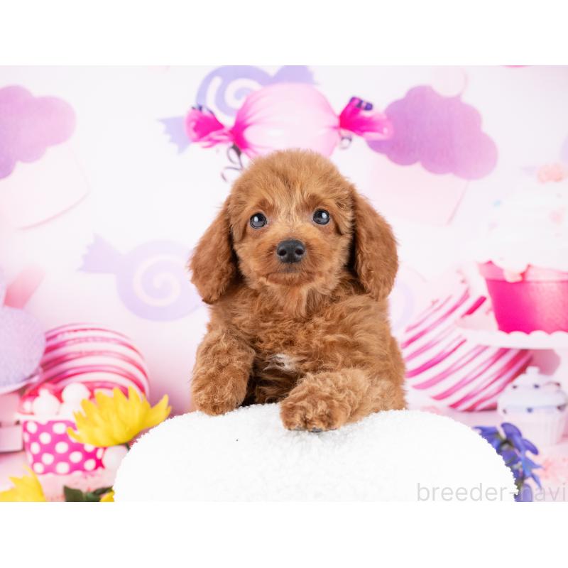 販売中の岐阜県のトイプードル-442912の4枚目