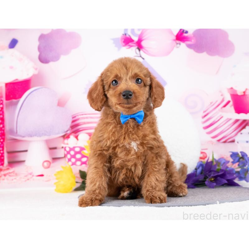 販売中の岐阜県のトイプードル-442912の3枚目