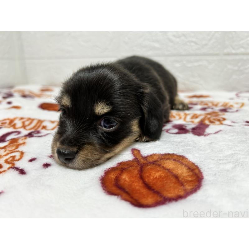 販売中の埼玉県のチワックス:チワワ×ミニチュアダックスフンド-442913の8枚目