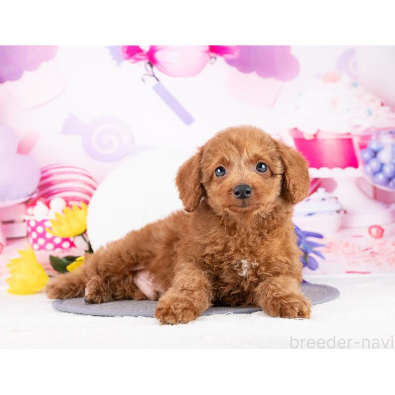 販売中の岐阜県のトイプードル-442912の2枚目