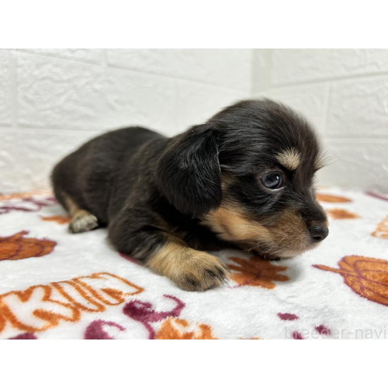 販売中の埼玉県のチワックス:チワワ×ミニチュアダックスフンド-442913の7枚目