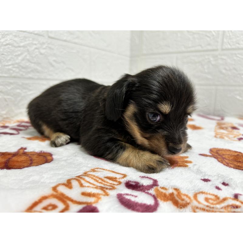 販売中の埼玉県のチワックス:チワワ×ミニチュアダックスフンド-442913の6枚目