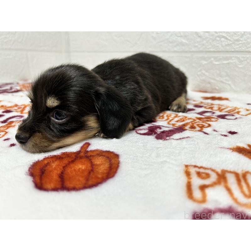 販売中の埼玉県のチワックス:チワワ×ミニチュアダックスフンド-442913の5枚目