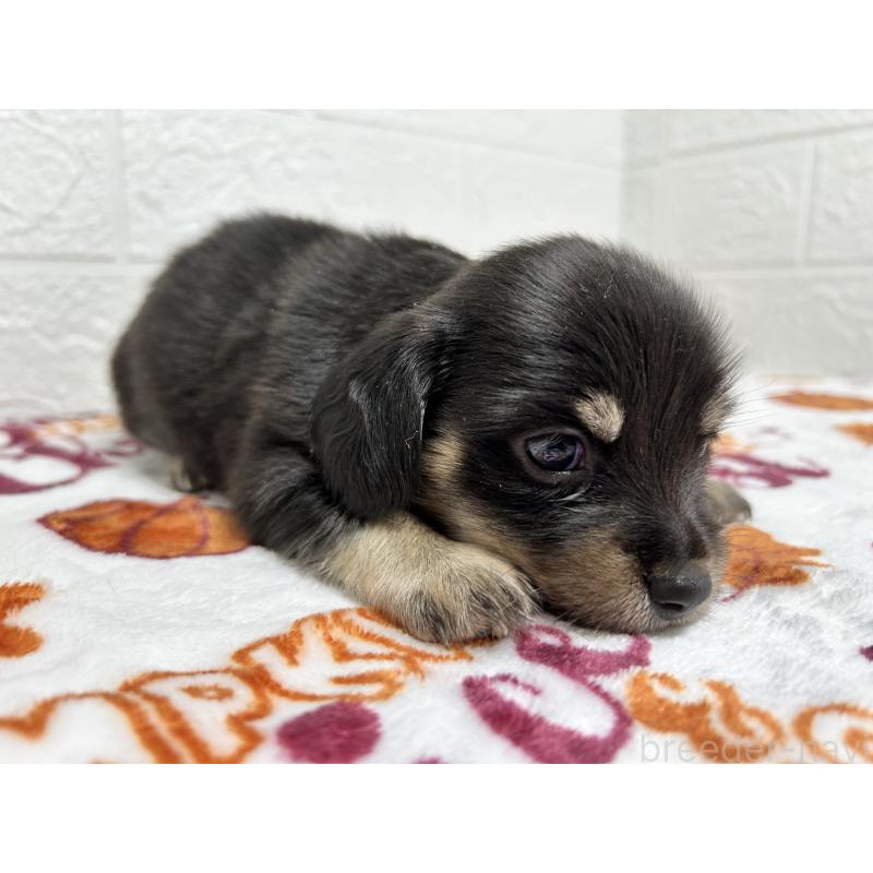 販売中の埼玉県のチワックス:チワワ×ミニチュアダックスフンド-442915の6枚目