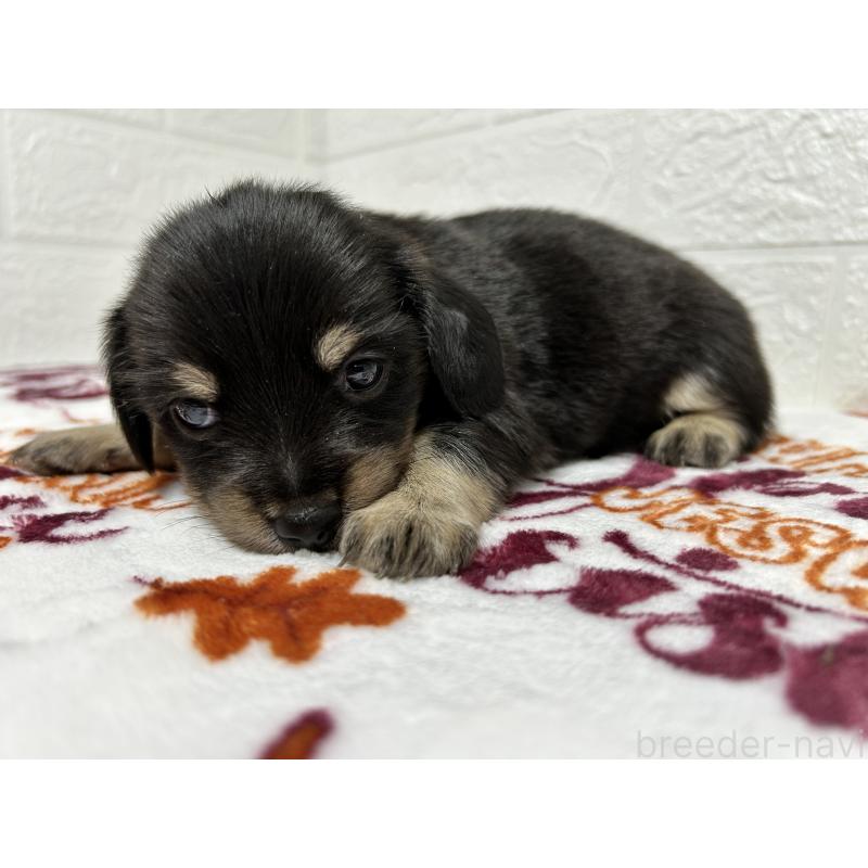 販売中の埼玉県のチワックス:チワワ×ミニチュアダックスフンド-442915の5枚目