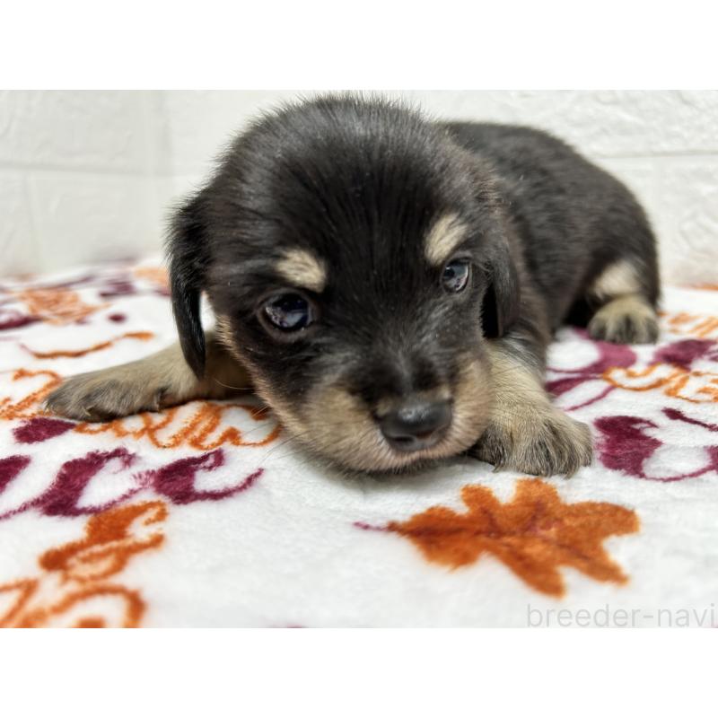 販売中の埼玉県のチワックス:チワワ×ミニチュアダックスフンド-442915の4枚目