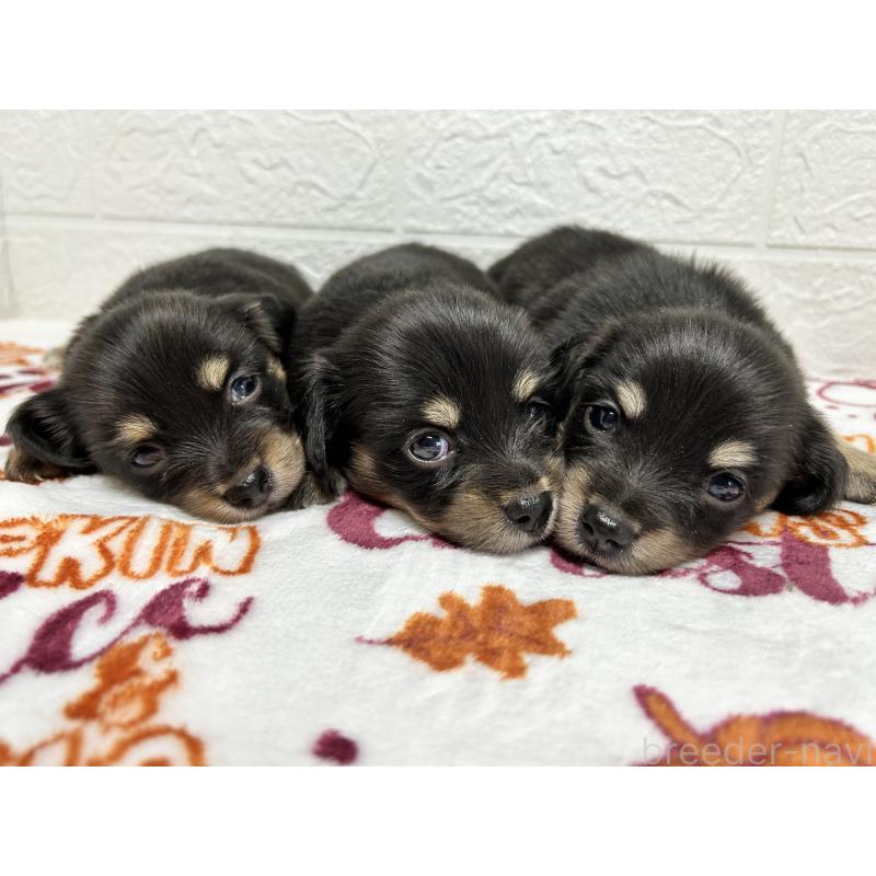 販売中の埼玉県のチワックス:チワワ×ミニチュアダックスフンド-442915の2枚目