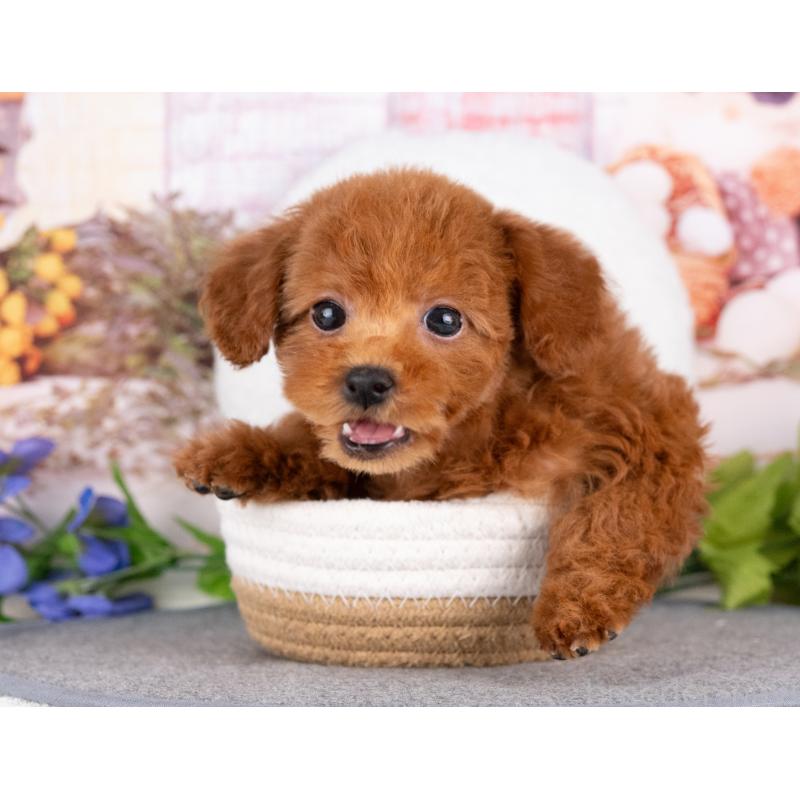 販売中の岐阜県のトイプードル-442916の7枚目