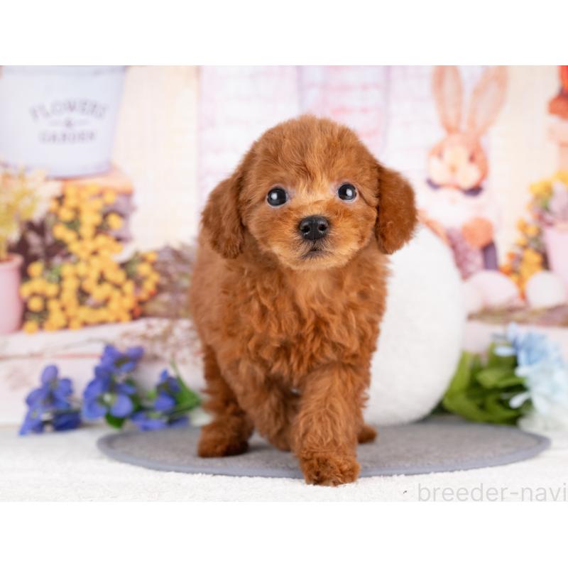 販売中の岐阜県のトイプードル-442916の6枚目