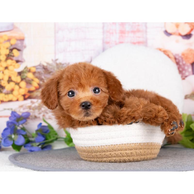 販売中の岐阜県のトイプードル-442916の5枚目