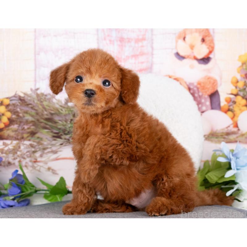 販売中の岐阜県のトイプードル-442916の4枚目