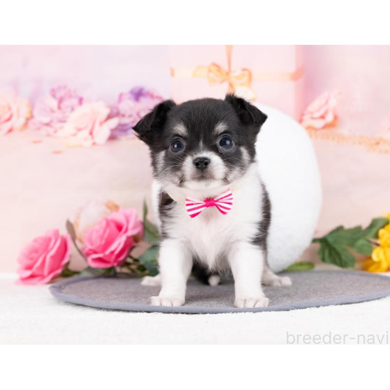 販売中の岐阜県のチワワ(ロングコート)-442917の7枚目