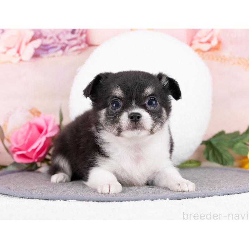 販売中の岐阜県のチワワ(ロングコート)-442917の6枚目