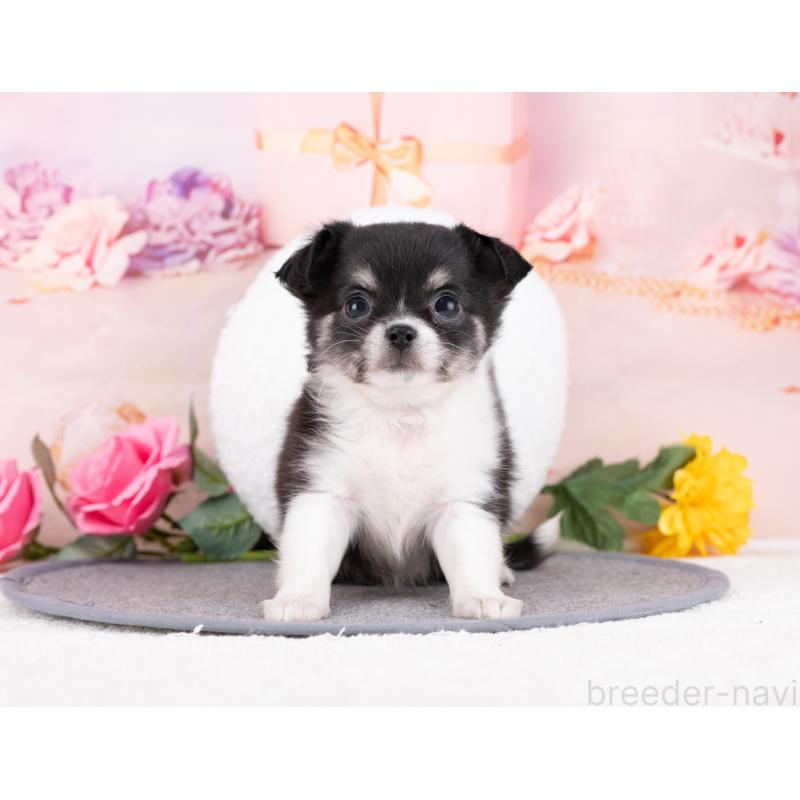 販売中の岐阜県のチワワ(ロングコート)-442917の5枚目