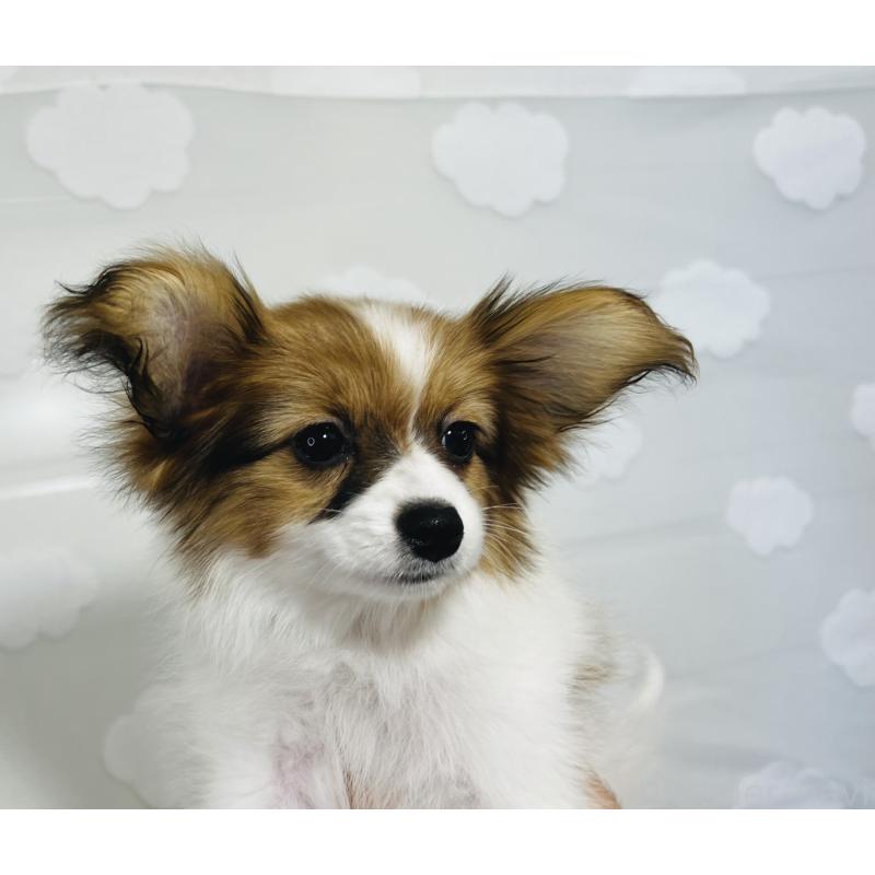 成約済の埼玉県のパピヨン-429638の14枚目