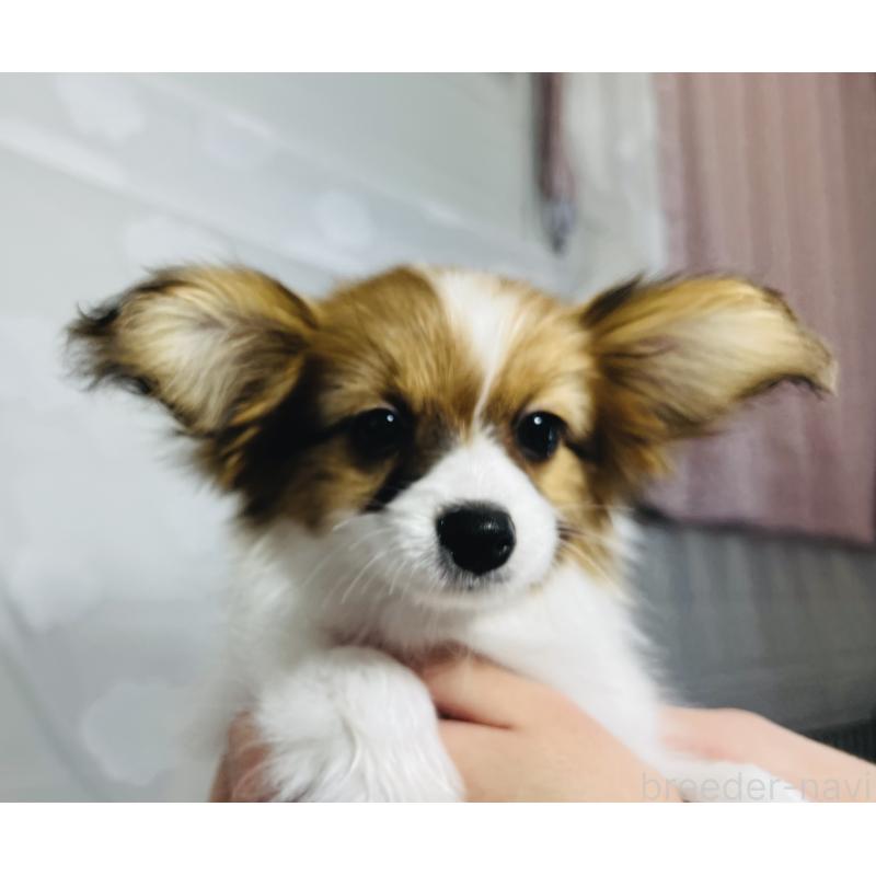 成約済の埼玉県のパピヨン-429638の13枚目