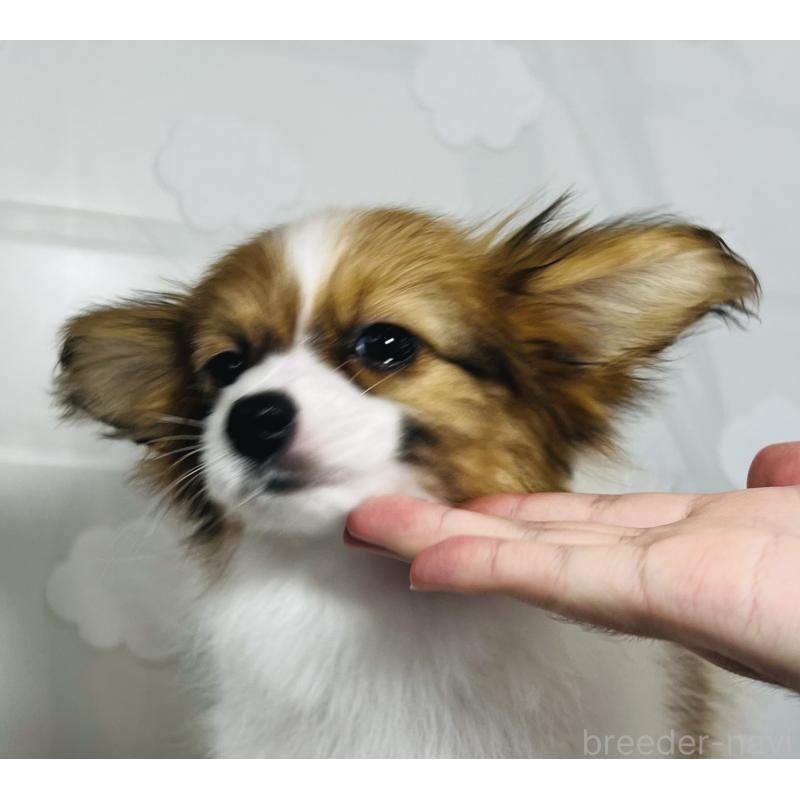 成約済の埼玉県のパピヨン-429638の12枚目