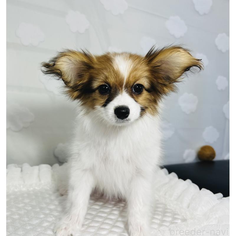 成約済の埼玉県のパピヨン-429638の11枚目