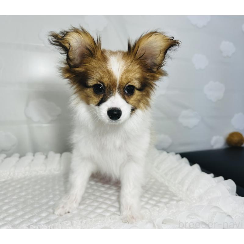 成約済の埼玉県のパピヨン-429638の10枚目