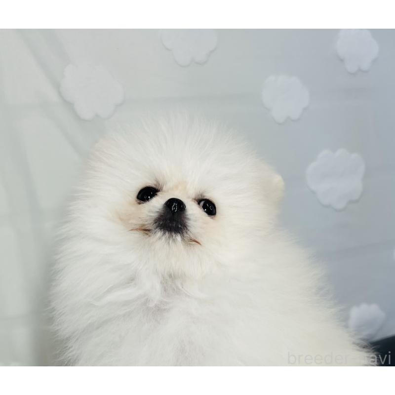 販売中の埼玉県のポメラニアン-429626の11枚目