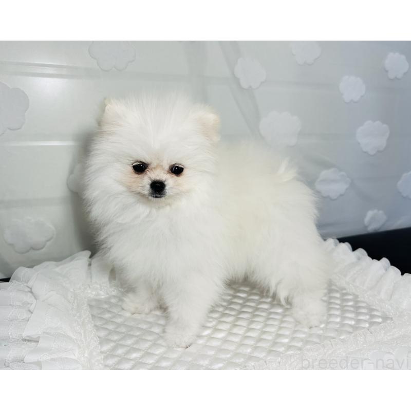 販売中の埼玉県のポメラニアン-429626の9枚目