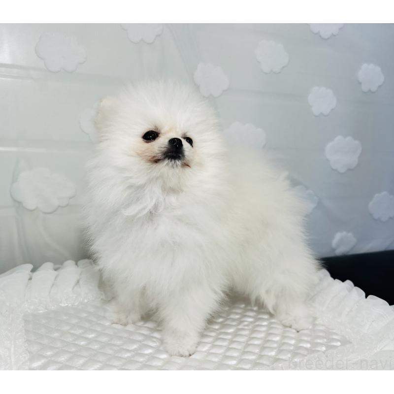 販売中の埼玉県のポメラニアン-429626の8枚目