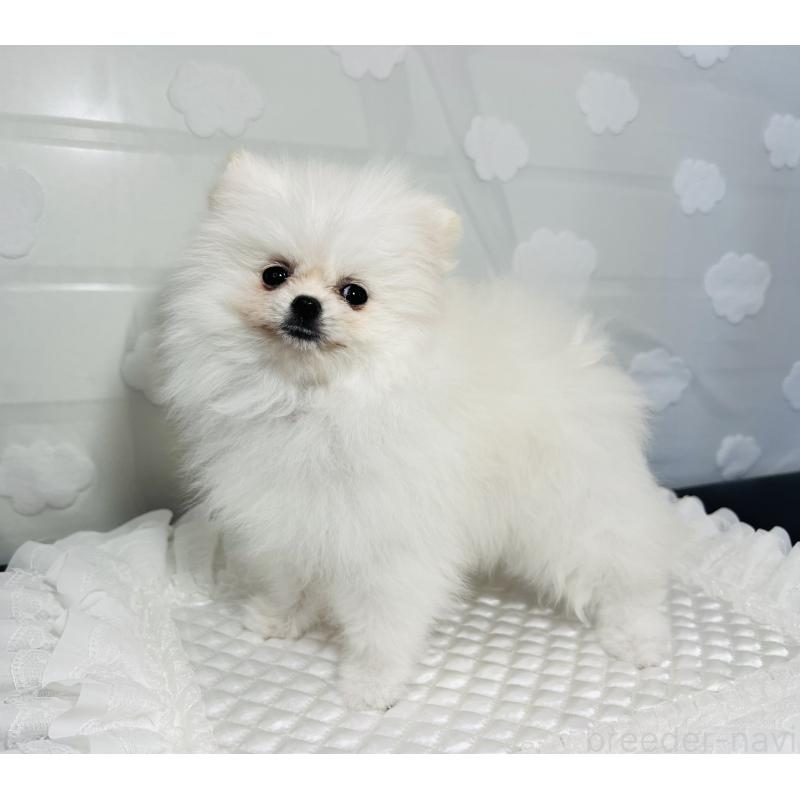 販売中の埼玉県のポメラニアン-429626の7枚目