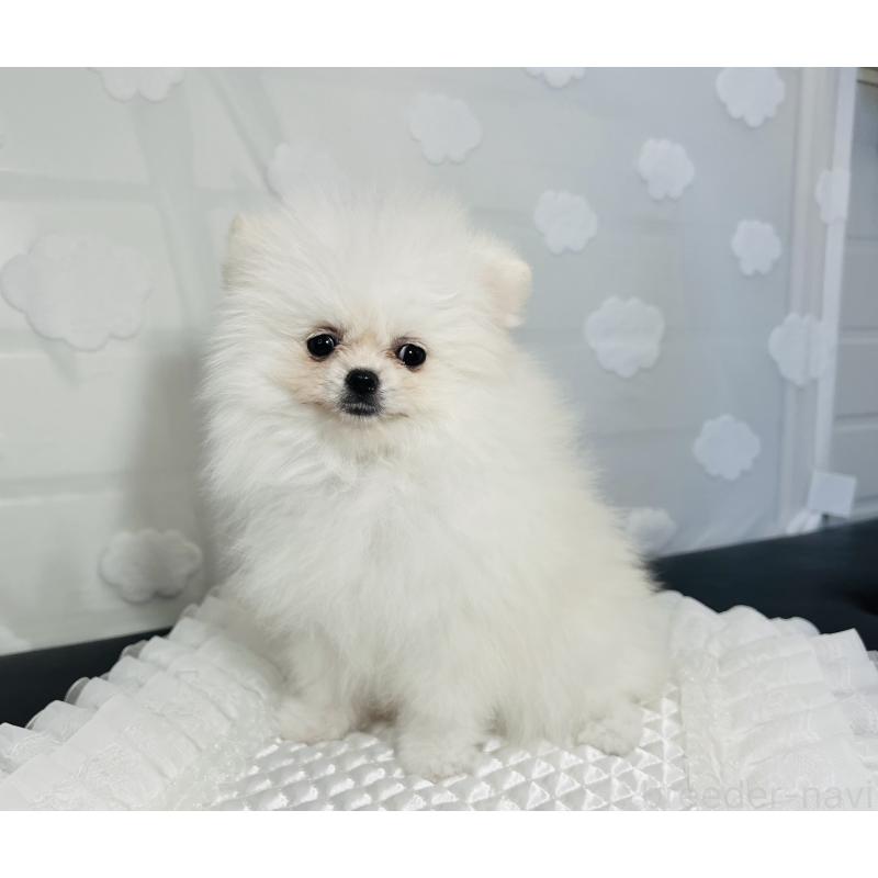 販売中の埼玉県のポメラニアン-429626の6枚目