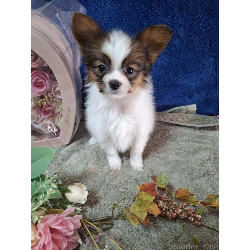 販売中の愛媛県のパピヨン-442918の7枚目