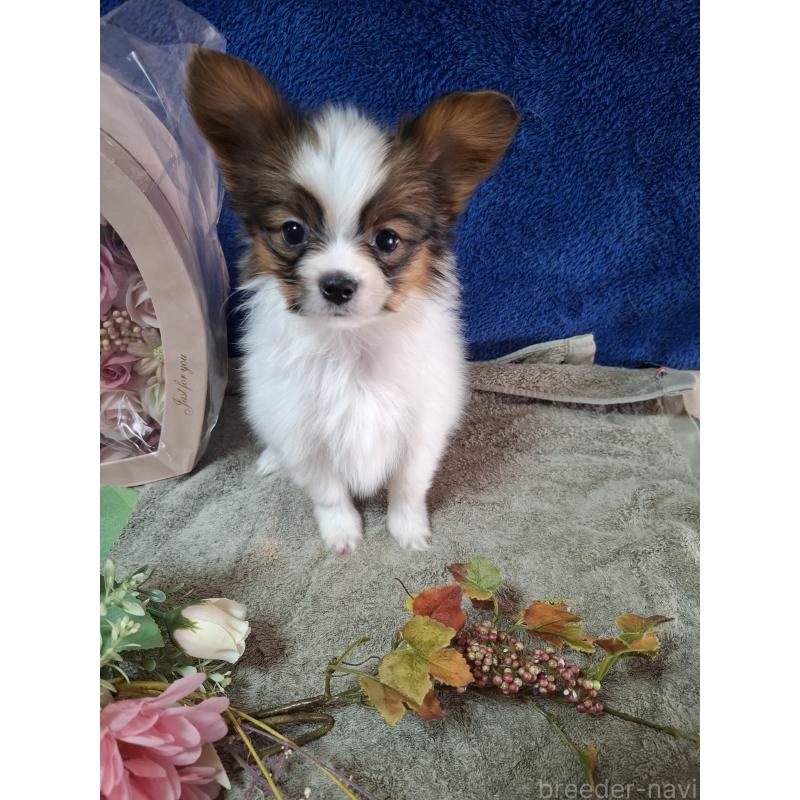 販売中の愛媛県のパピヨン-442918の6枚目