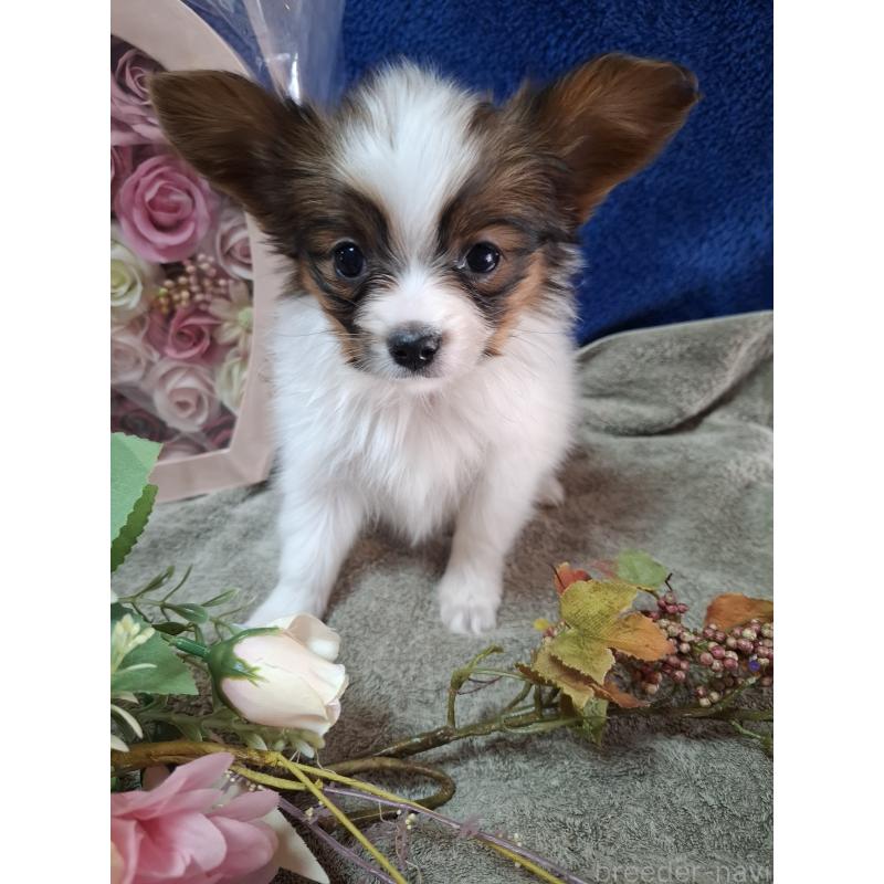 販売中の愛媛県のパピヨン-442918の5枚目