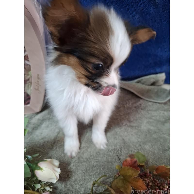 販売中の愛媛県のパピヨン-442918の4枚目