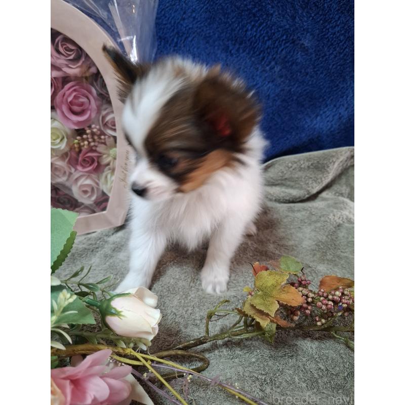 販売中の愛媛県のパピヨン-442918の3枚目