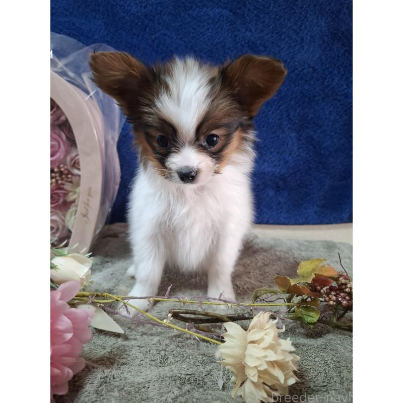 販売中の愛媛県のパピヨン-442918の2枚目