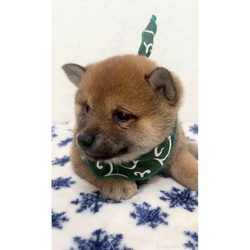 販売中の茨城県の豆柴-442919の5枚目