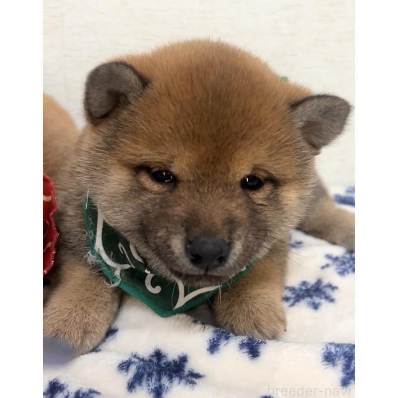 販売中の茨城県の豆柴-442919の4枚目