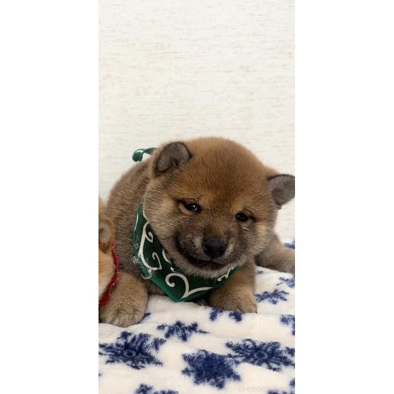 販売中の茨城県の豆柴-442919の3枚目