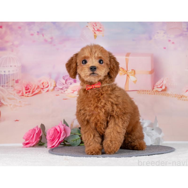 販売中の岐阜県のトイプードル-442920の7枚目